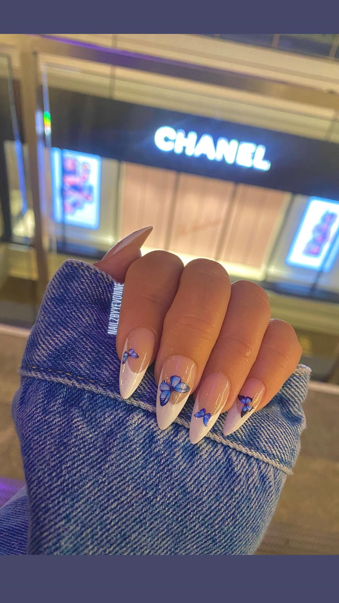 French Blue Butterfly