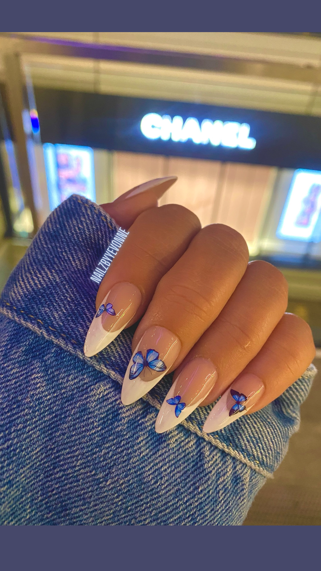 French Blue Butterfly